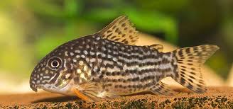 Sterbai Cory